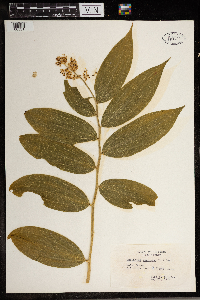 Maianthemum racemosum image