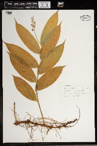 Maianthemum racemosum image