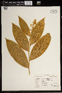 Maianthemum racemosum image