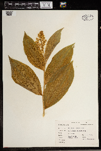 Maianthemum racemosum image
