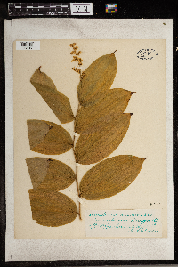 Maianthemum racemosum image