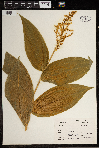 Maianthemum racemosum image