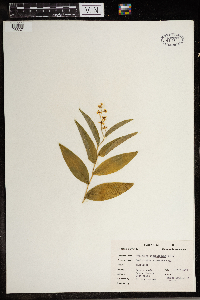 Media resource of Maianthemum stellatum