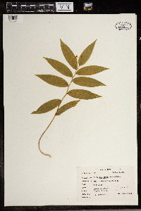 Thumbnail image of current specimen