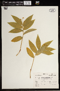 Thumbnail image of current specimen