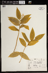 Thumbnail image of current specimen