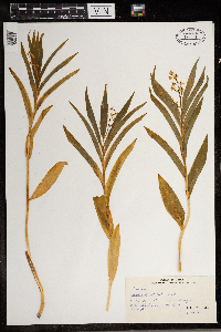 Maianthemum stellatum image