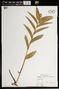 Maianthemum stellatum image