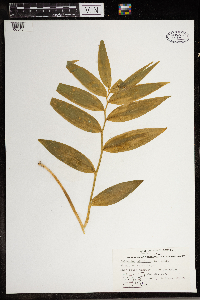 Maianthemum stellatum image