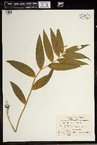 Maianthemum stellatum image