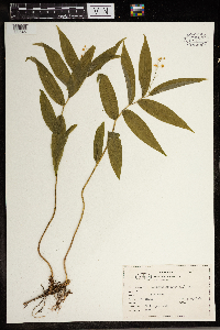 Maianthemum stellatum image
