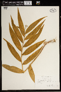 Maianthemum stellatum image