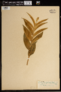 Maianthemum stellatum image