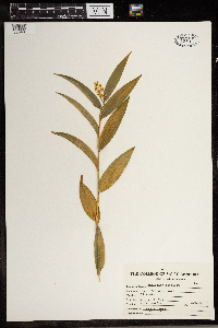 Maianthemum stellatum image