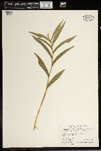 Maianthemum stellatum image