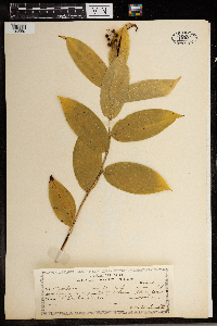 Maianthemum racemosum image