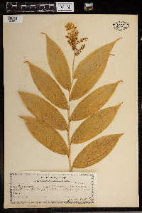 Maianthemum racemosum image