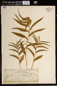 Maianthemum stellatum image