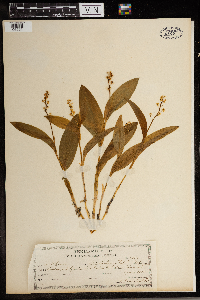 Maianthemum trifolium image