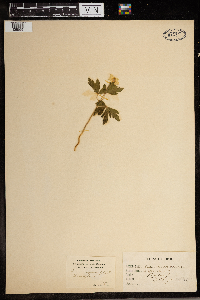 Anemone quinquefolia image