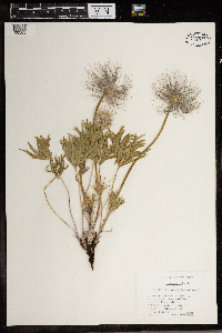 Anemone patens image