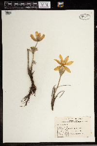 Anemone patens image