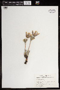 Anemone patens image