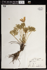 Anemone patens image