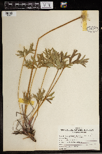 Anemone patens image