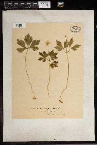 Anemone quinquefolia image