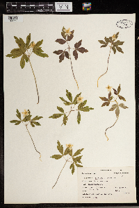 Anemone quinquefolia image