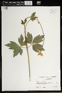 Anemone virginiana image