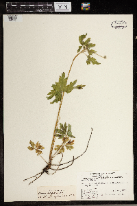 Anemone virginiana image