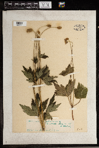 Anemone virginiana image