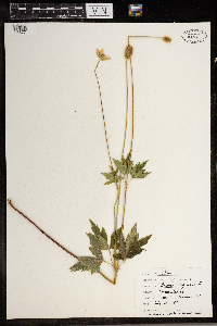 Anemone virginiana image