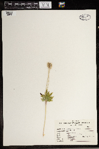 Anemone virginiana image