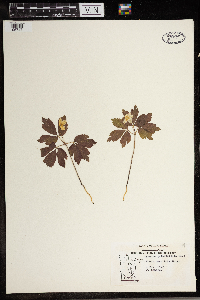 Anemone quinquefolia image