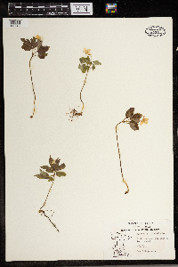 Anemone quinquefolia image