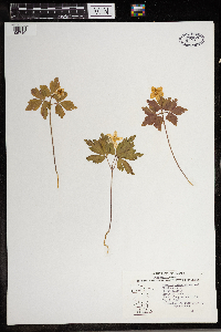 Anemone quinquefolia image