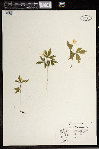 Anemone quinquefolia image
