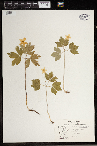 Anemone quinquefolia image