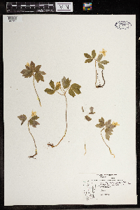 Anemone quinquefolia image