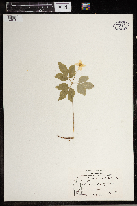 Anemone quinquefolia image