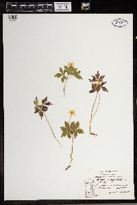 Anemone quinquefolia image