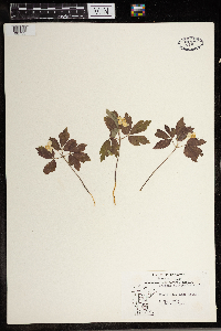 Anemone quinquefolia image