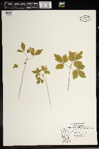 Anemone quinquefolia image