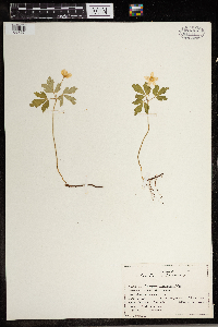 Anemone quinquefolia image