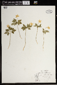 Anemone quinquefolia image