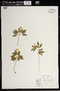 Anemone quinquefolia image