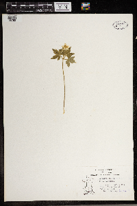 Anemone quinquefolia image